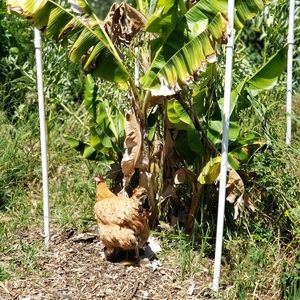 Meet your Posher, Natalia